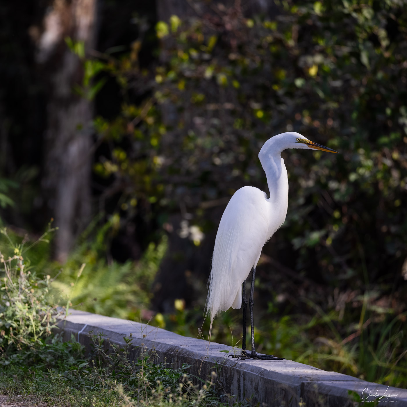 View of great egret in Everglades National Park in Florida.