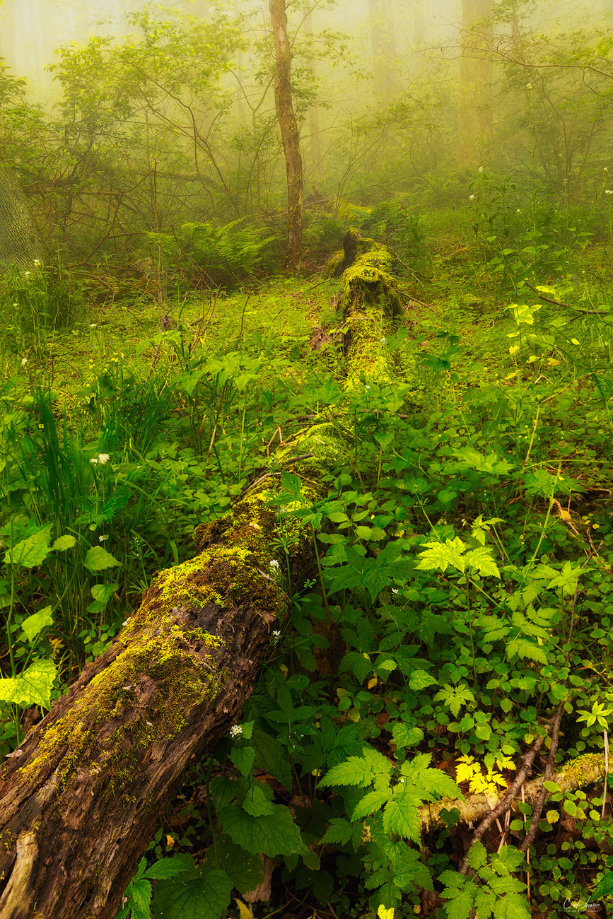 Forest scenery in Shenandoah National Park in Virginia.