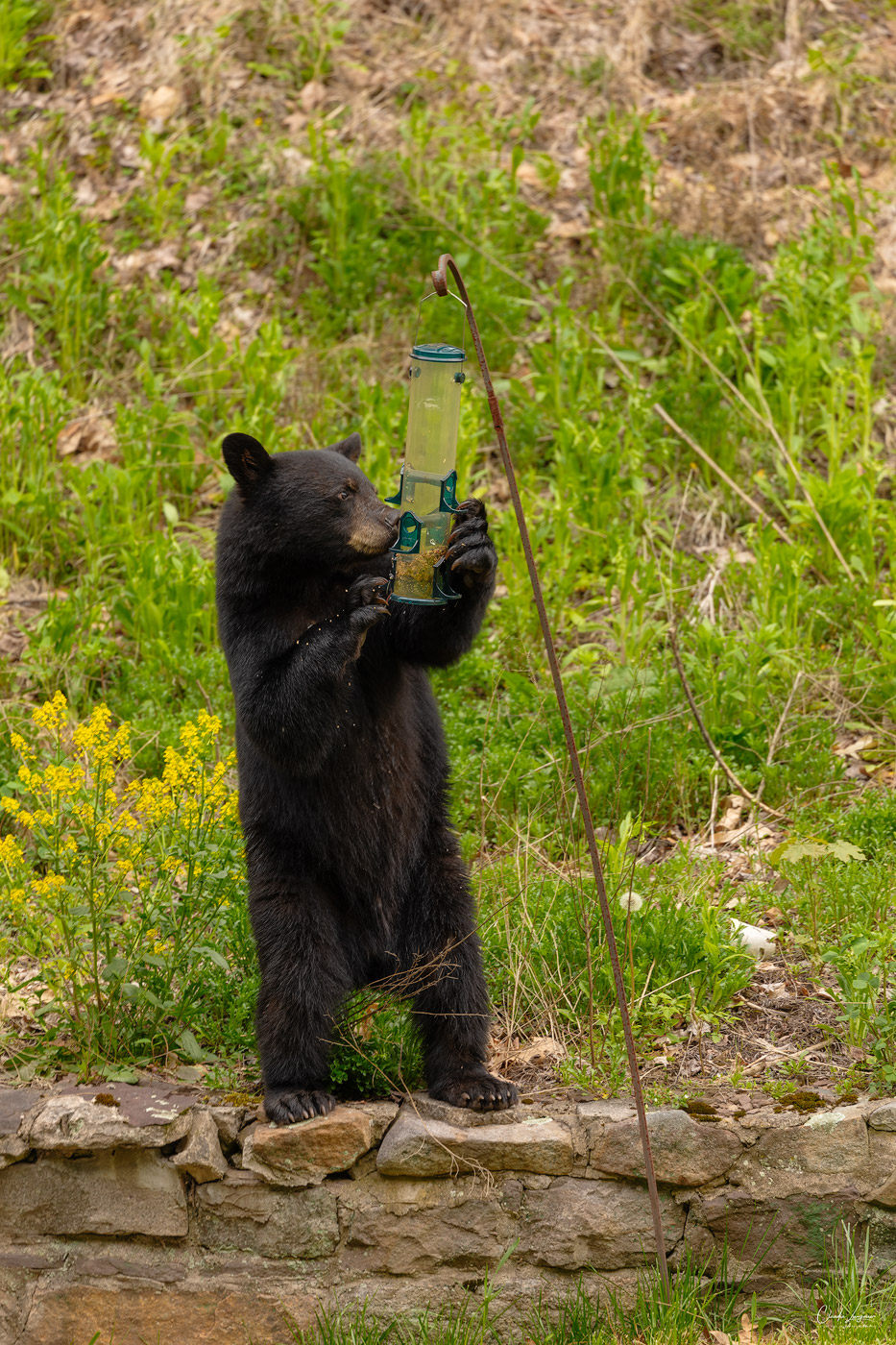 View of black bear feeding from a bird feeder in Pennsylvania.