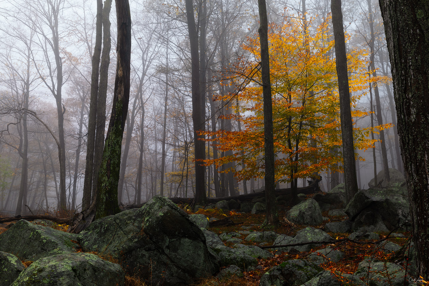 Fall forest scenery at Harriman State Park in New York.