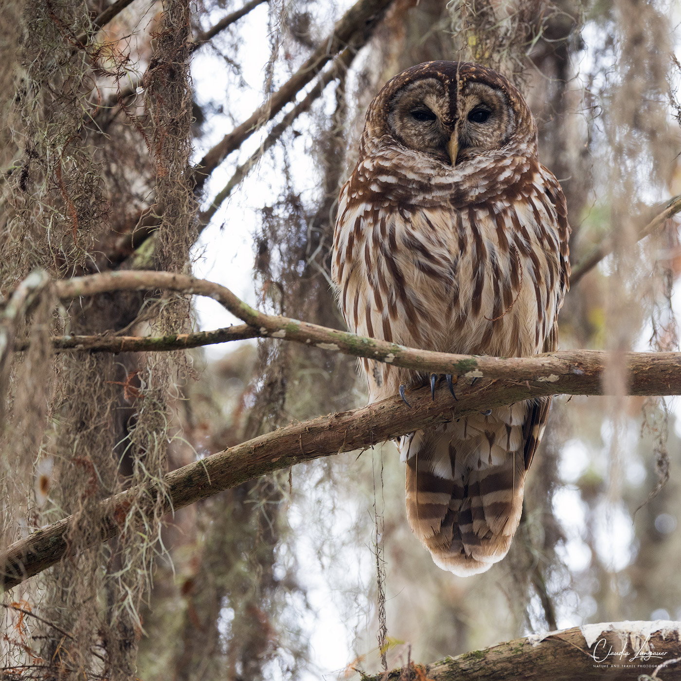 An owl in the swampland at Martin Lake in Louisiana.