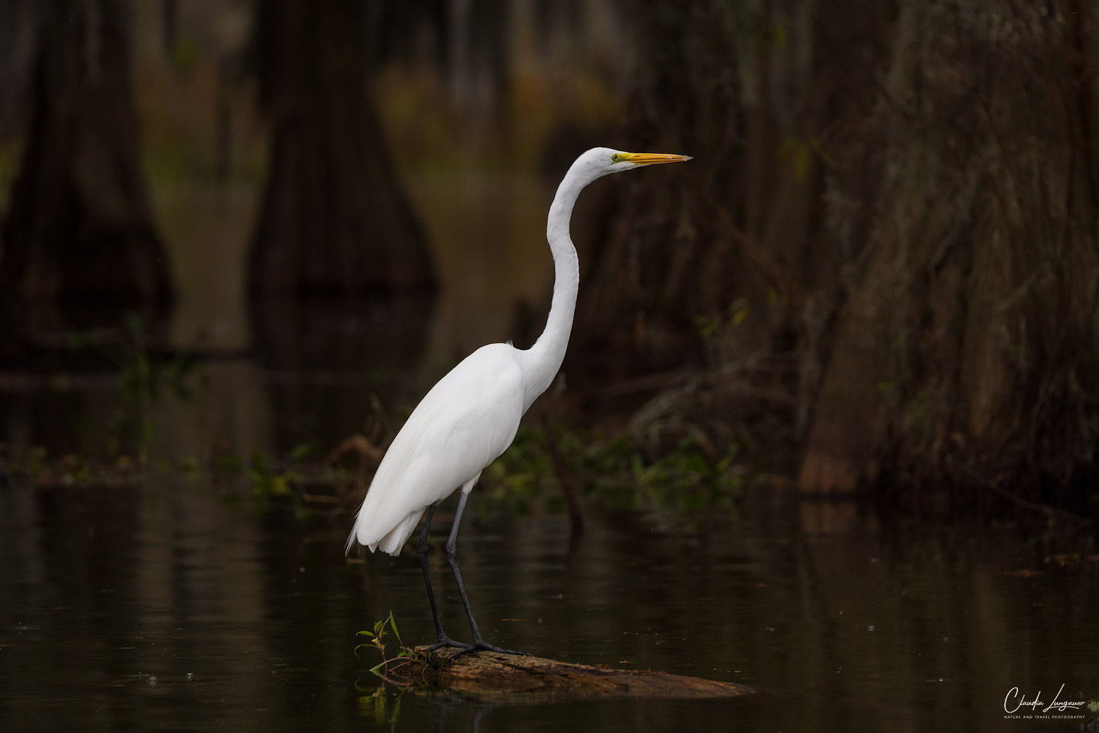 Gray Egret in the swampland at Martin Lake in Louisiana.