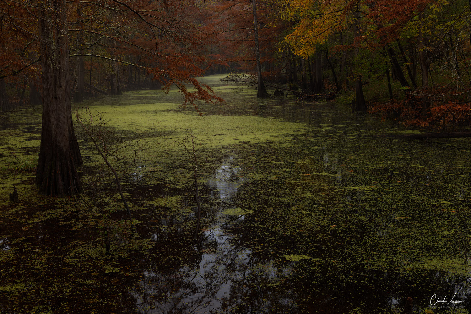 View of swamp river in North Louisiana.