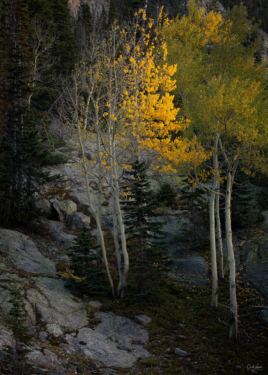 Aspen tree in Rocky Mountains National Park during fall season in Colorado.