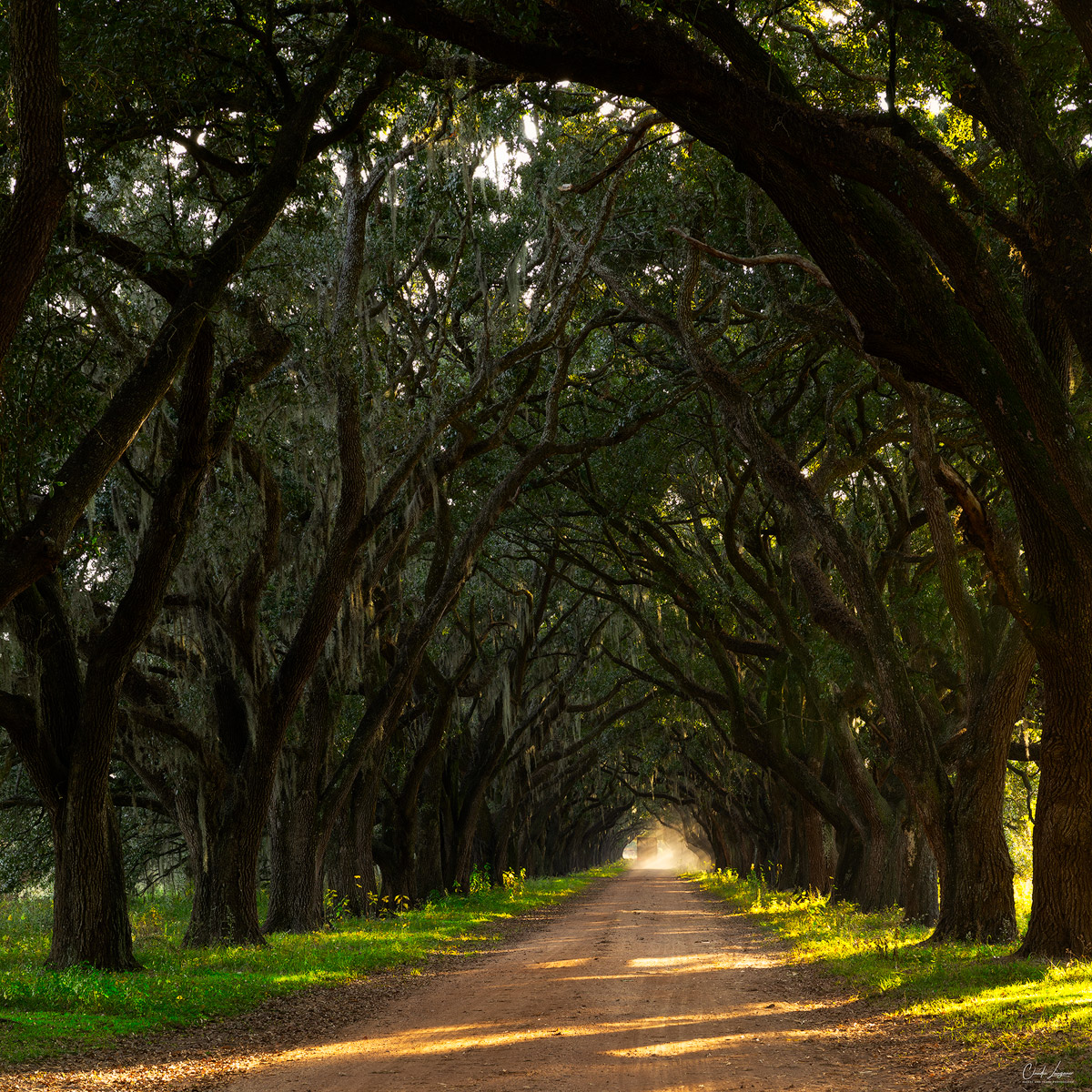 Oak Tree Plantation in Louisiana.
