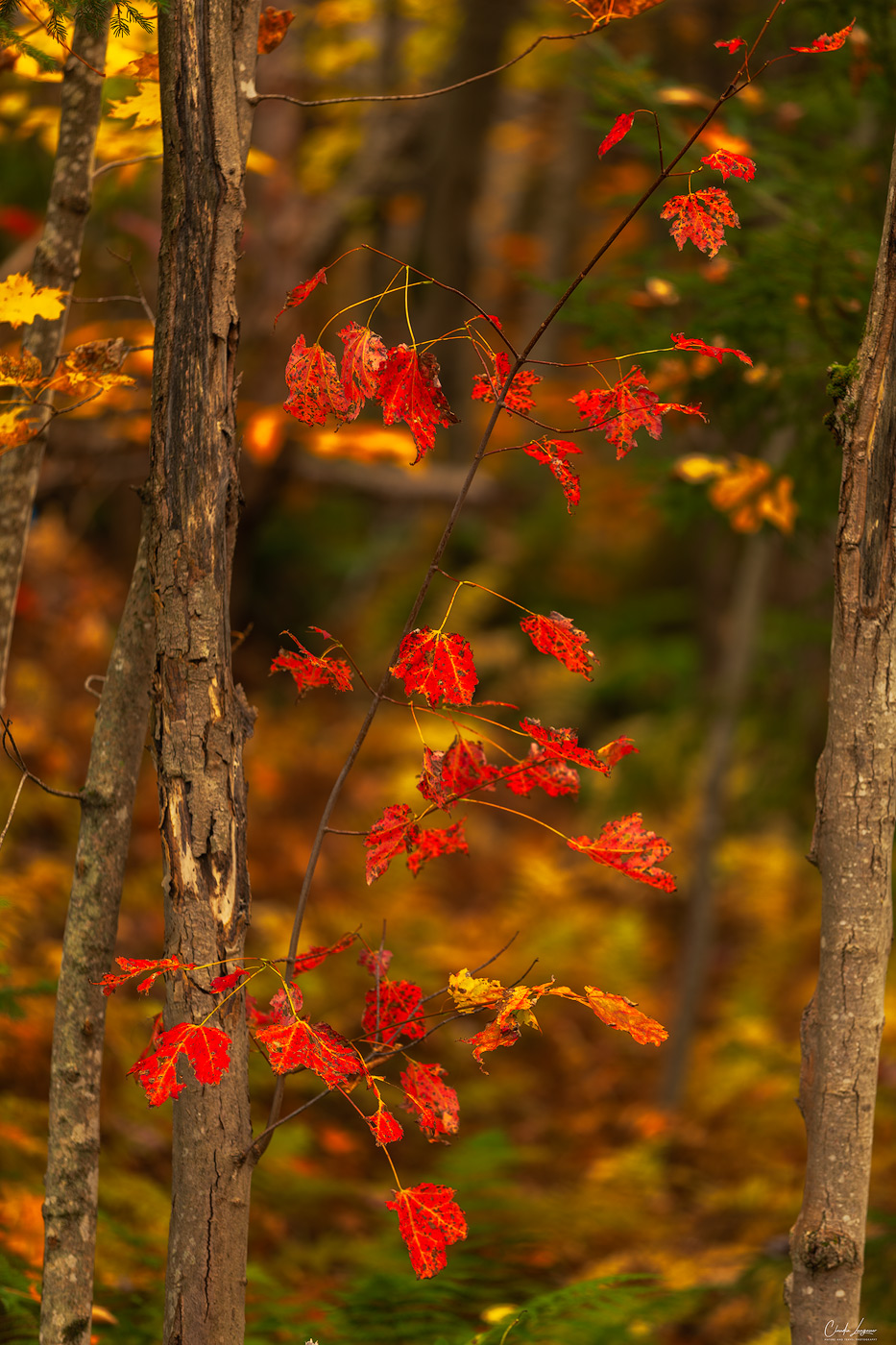 A close-up of red leaves in Chittenden in Vermont.