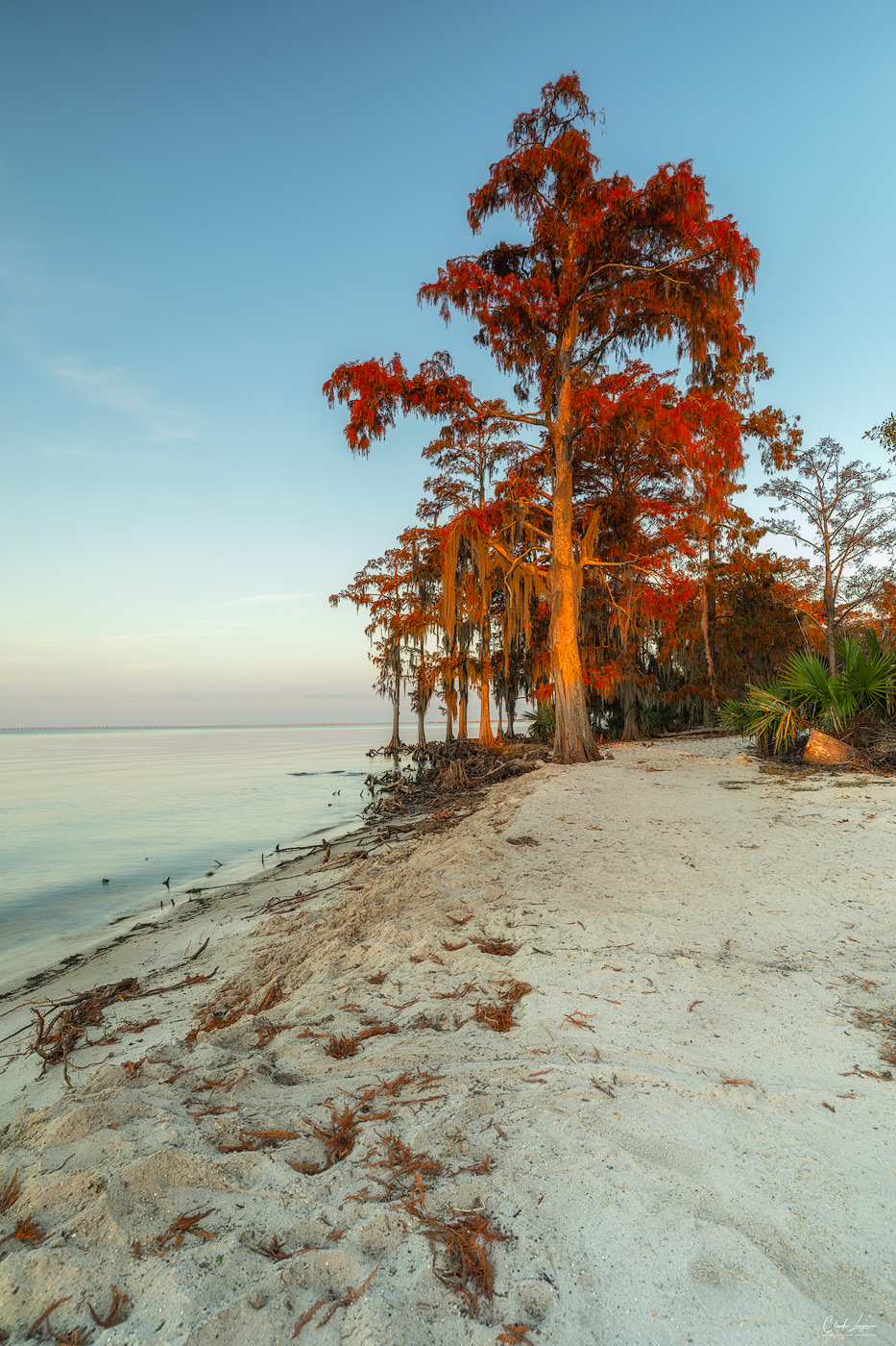 View of Cypress trees at sunrise at Fontainebleu State Park in Louisiana.