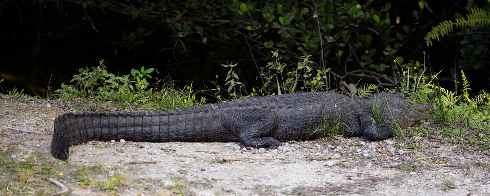 View of American Alligator in Everglades National Park in Florida.