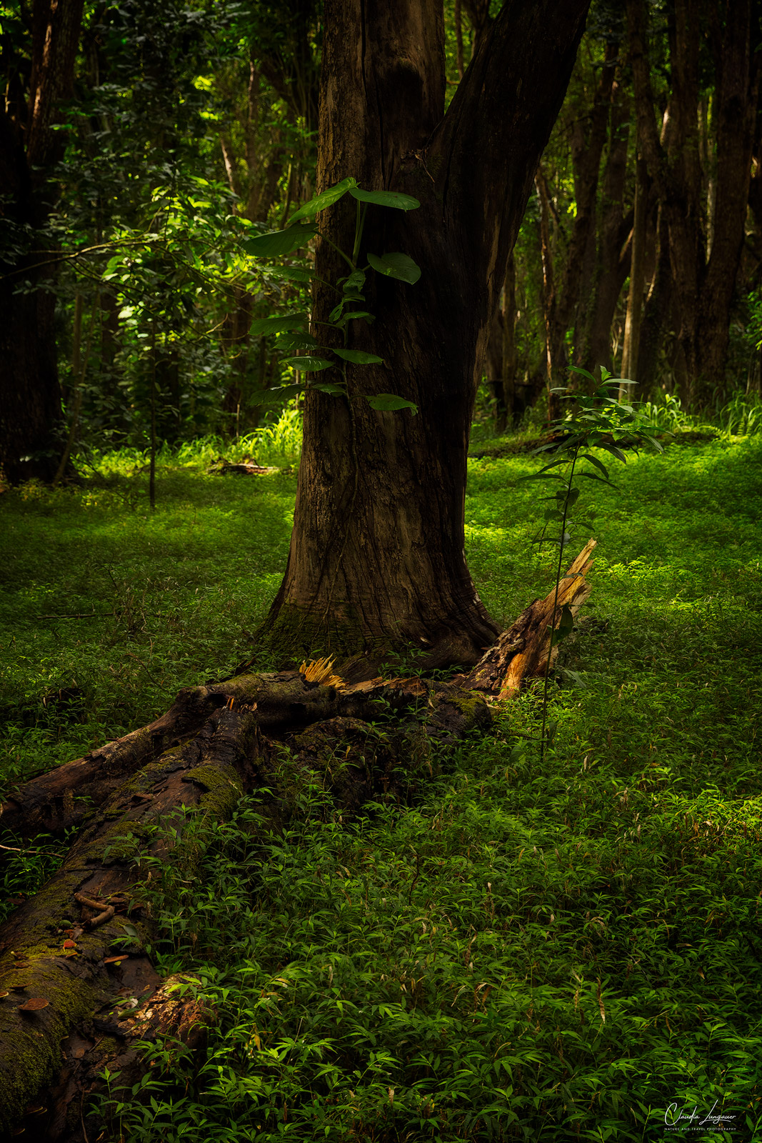 Forest foliage near Hoopii Falls in Kauai, Hawaii.