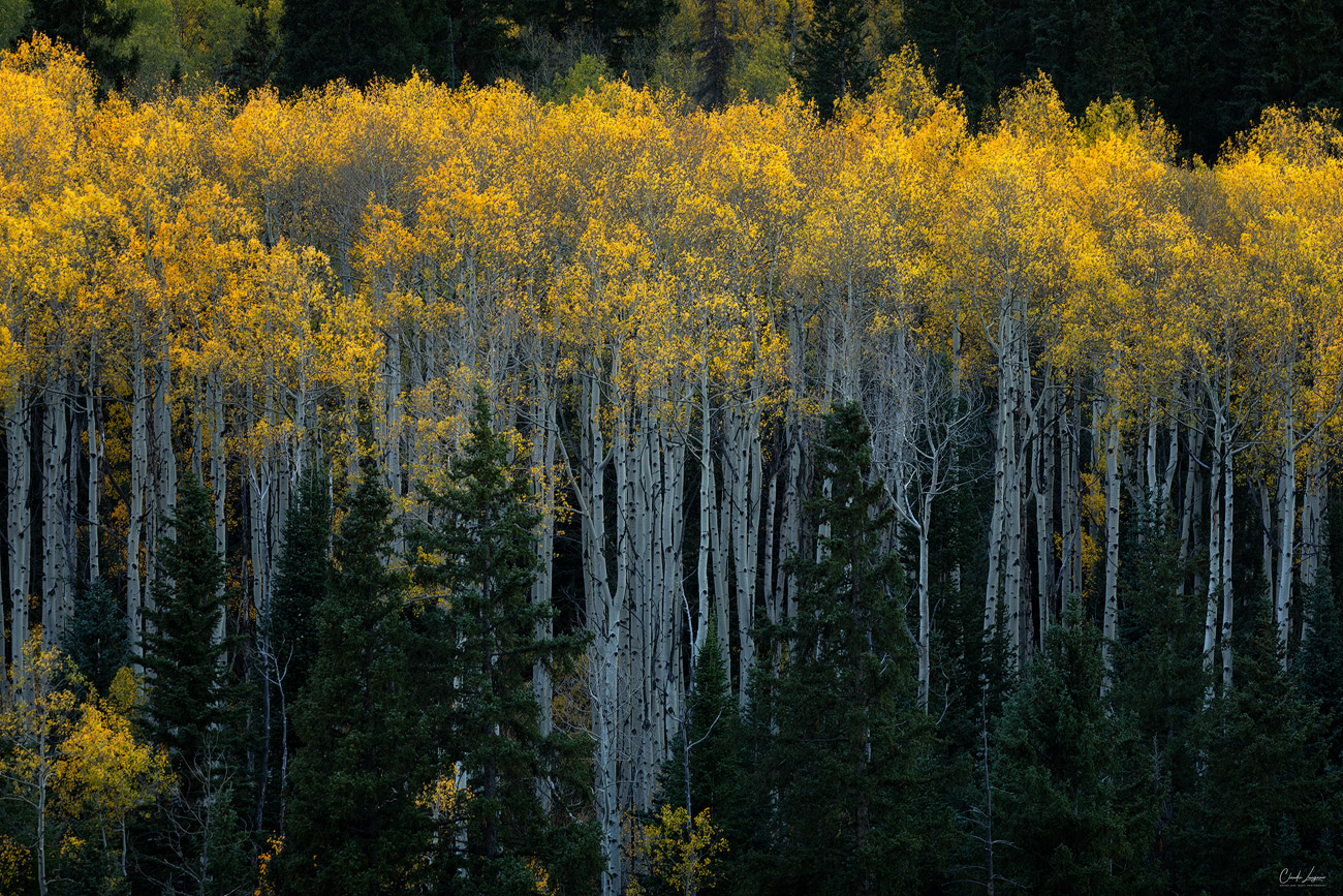 View of yellow Aspen trees near the town of Ashcroft in Colorado.