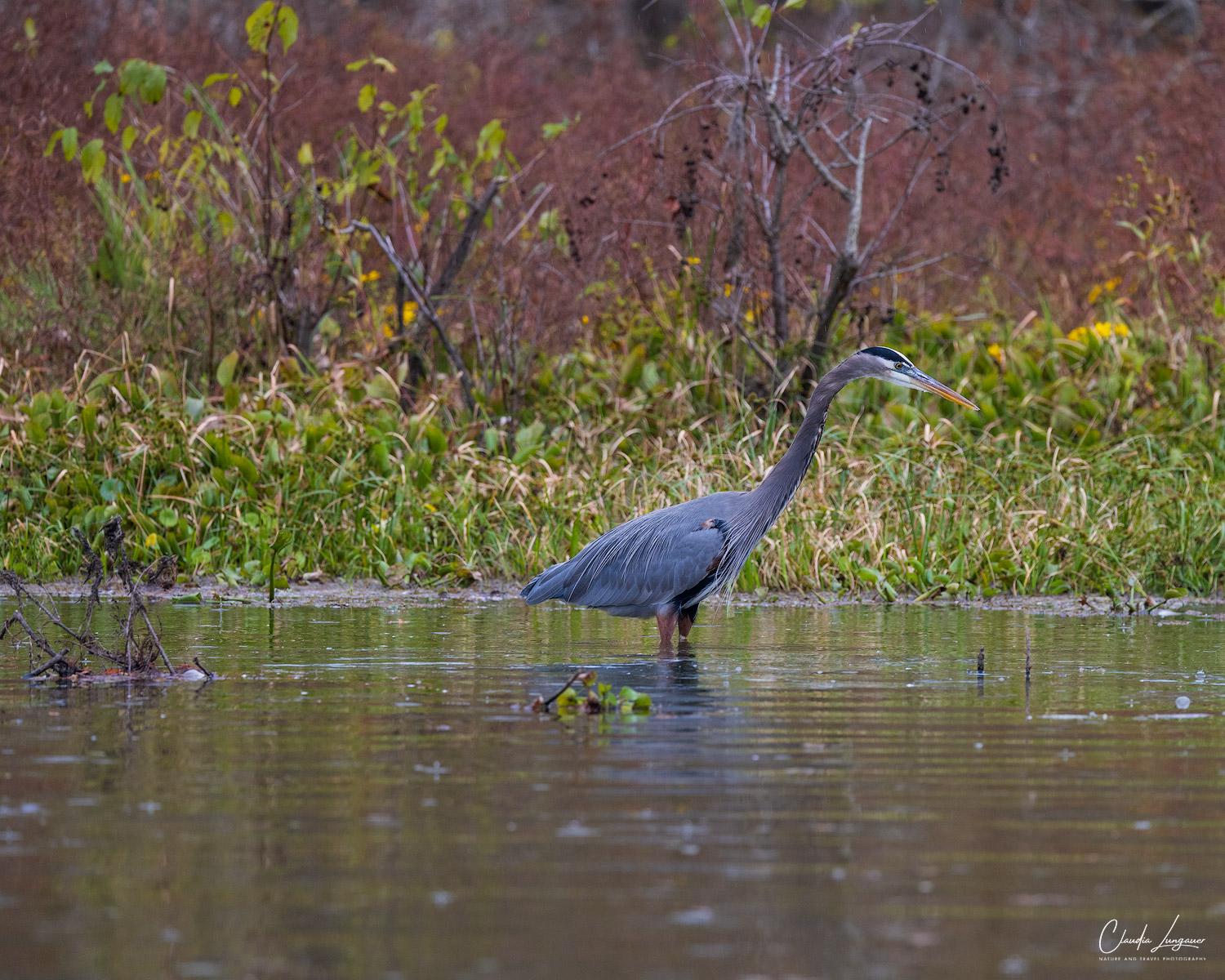 Gray Heron in the swampland at Martin Lake in Louisiana.