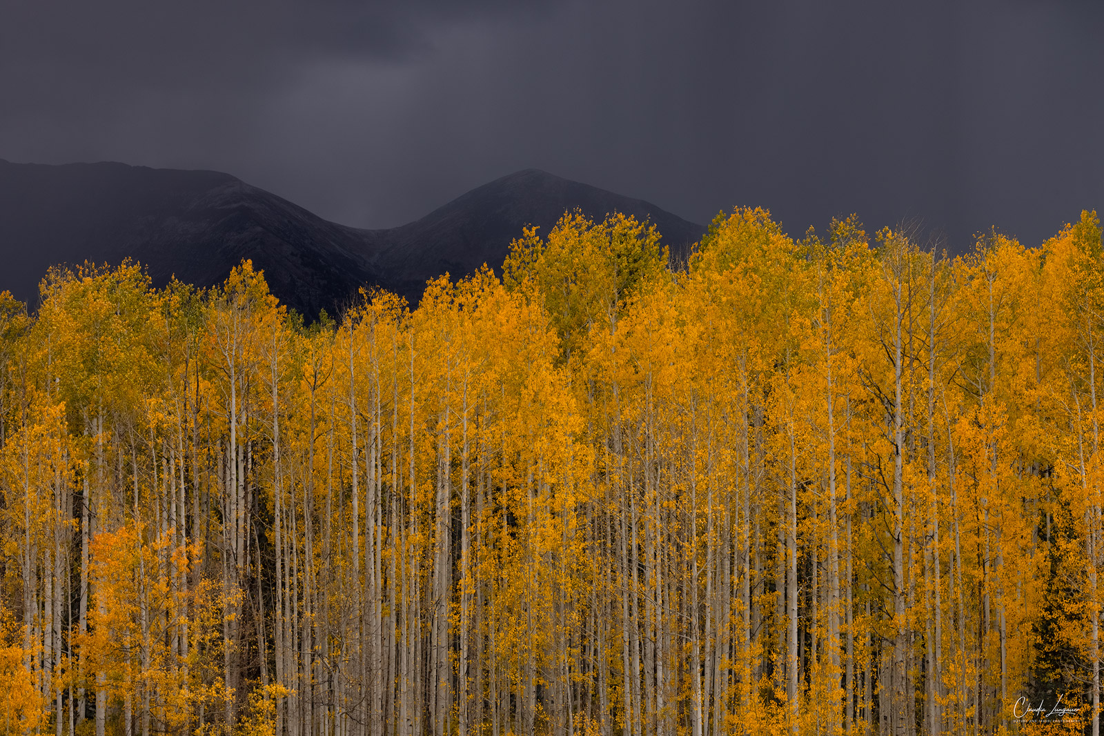 View of illuminated Aspen Trees against stormy sky.