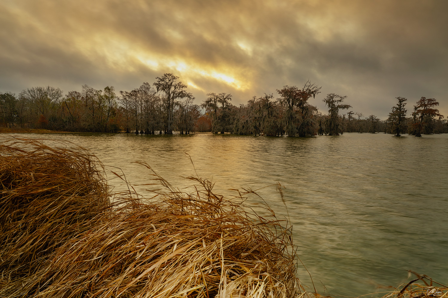 View of Cypress trees at Lake Martin in Louisiana.