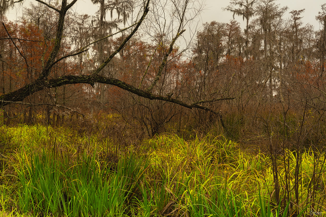 Swampland at Lake Martin in Louisiana.