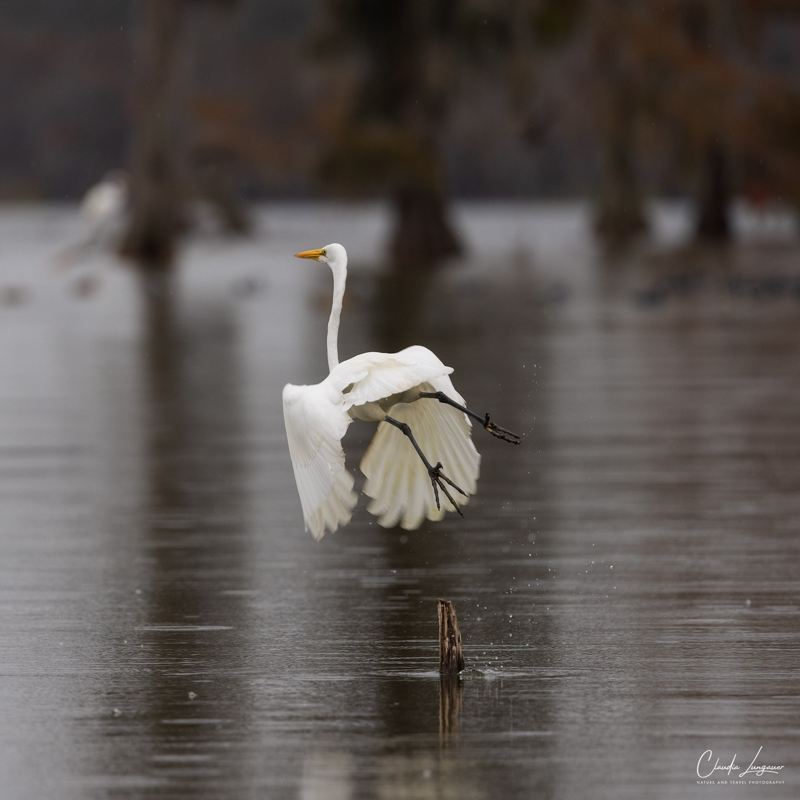 Gray Egret in the swampland at Martin Lake in Louisiana.