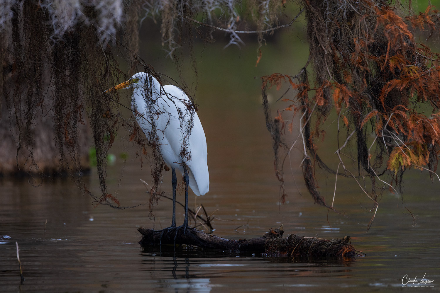 White Egret in the swampland at Martin Lake in Louisiana.