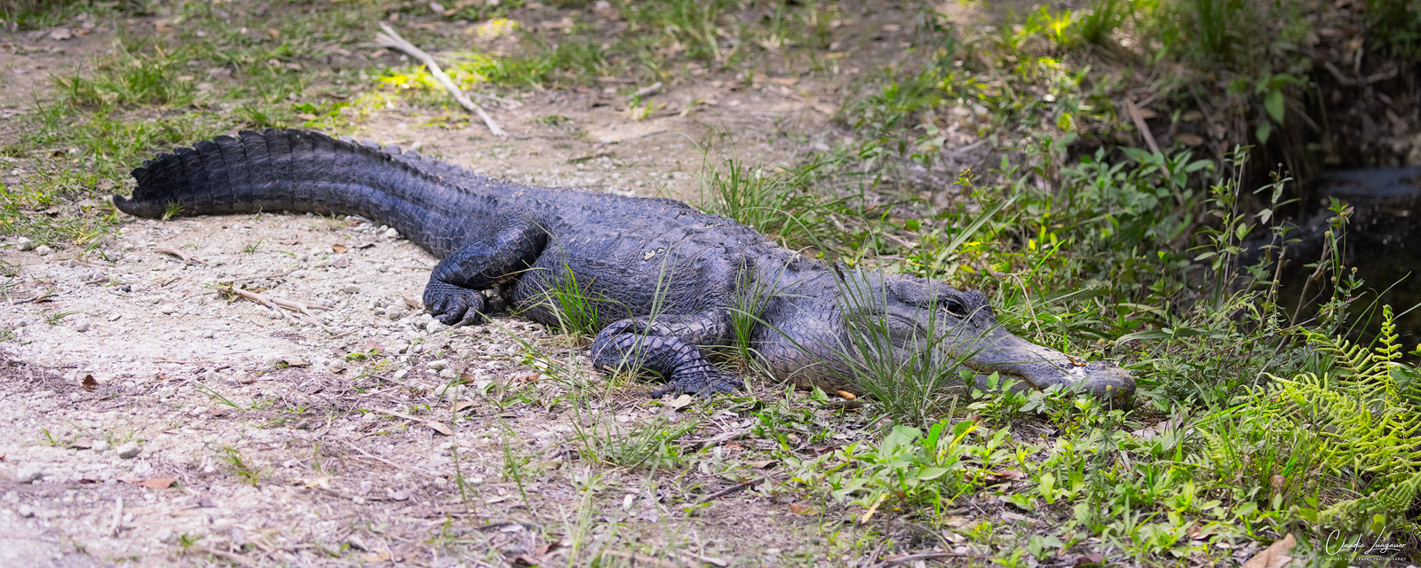 View of American Alligator in Everglades National Park in Florida.