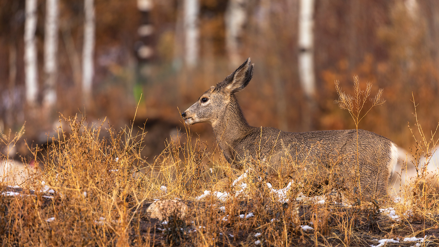 View of wild deer near Aspen in Colorado.