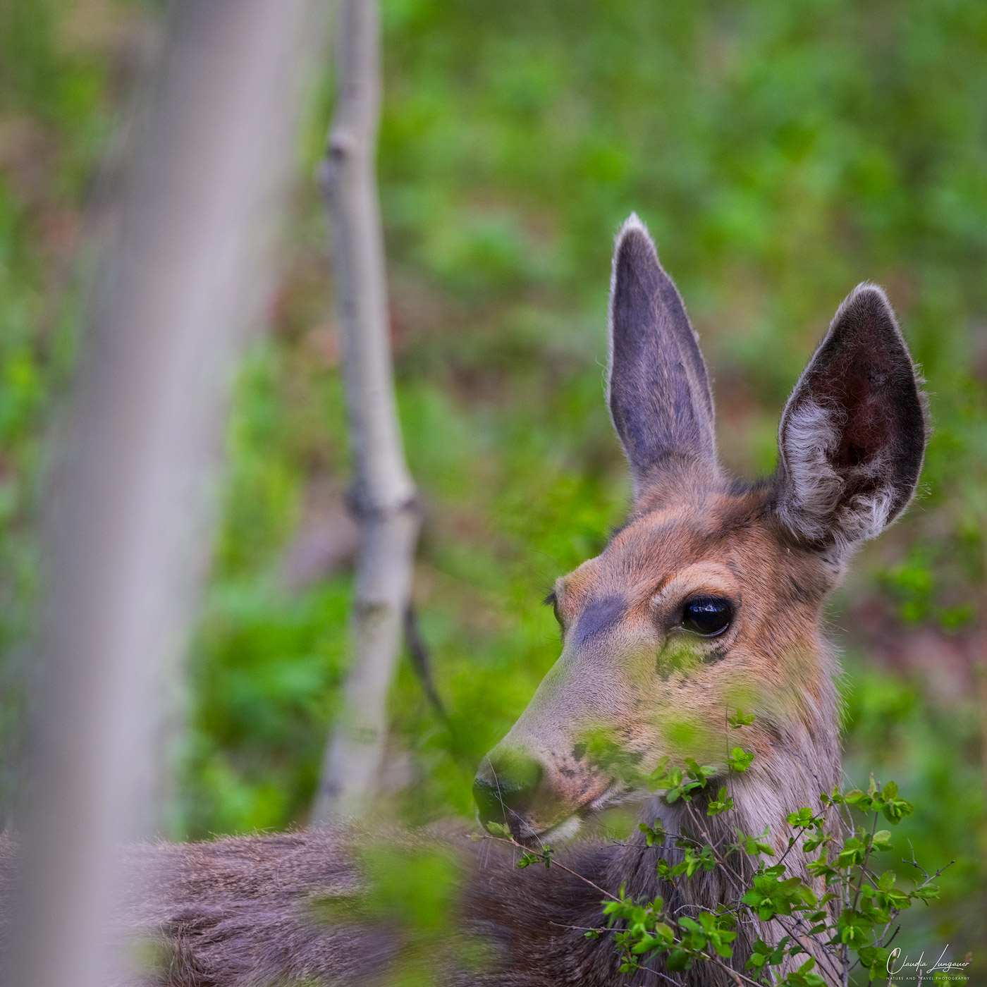 View of deer captured near the Million Dollar Highway.