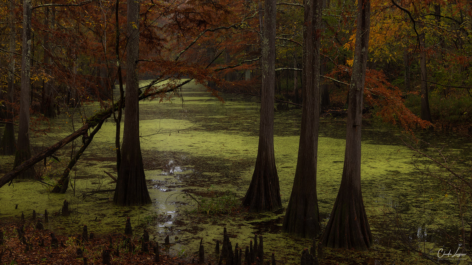 View of swamp river in North Louisiana.