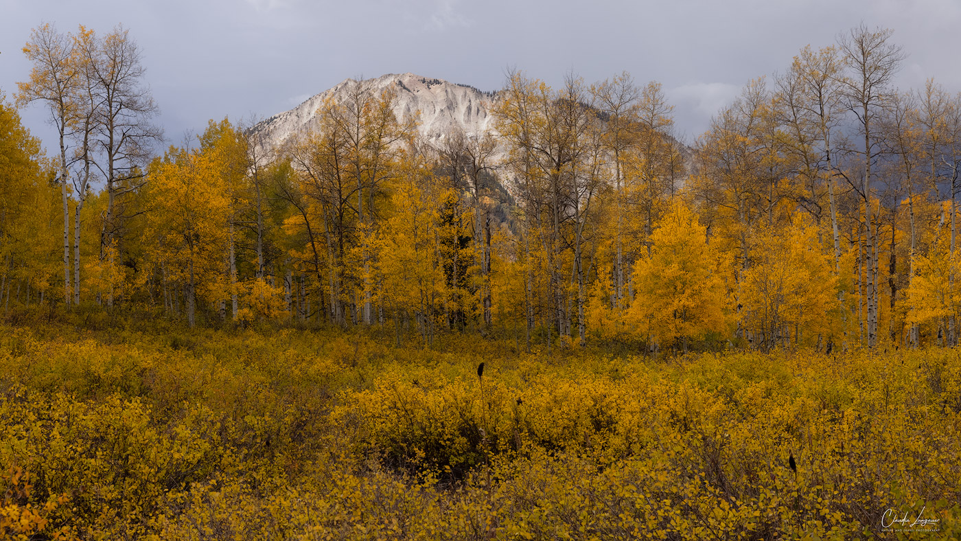 View of Marcelina Mountain with Aspen trees in fall at Kebler Pass in Colorado.